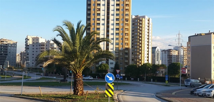 Nilüfer’de palmiyeler yeni yerinde