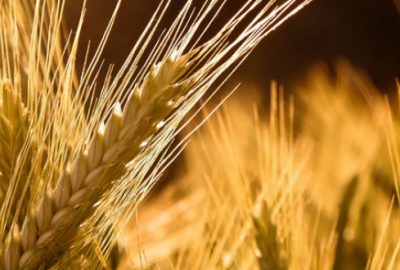 Telaşlanmayın buğdayda sıkıntı yok