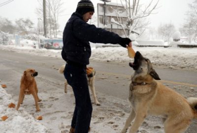 Uludağ’da karda aç kalan hayvanlara belediye şefkati