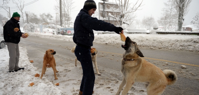 Uludağ’da karda aç kalan hayvanlara belediye şefkati