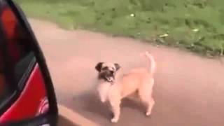 Sahibini yalnız bırakmadı