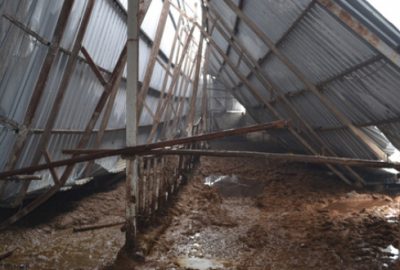 Bursa’da ahır çöktü, 8 sığır telef oldu