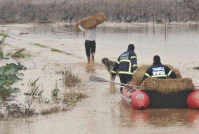Gediz taştı hayvanlar mahsur kaldı
