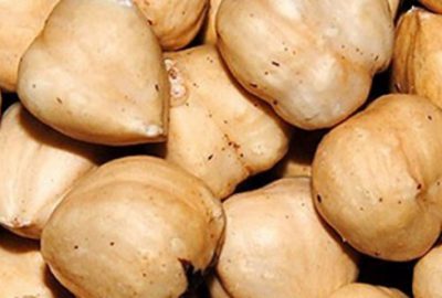 Fındık cumhuriyet tarihinin rekorunu kırdı