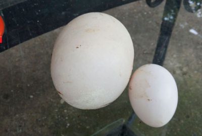 Dev tavuk yumurtası görenleri şaşırttı!