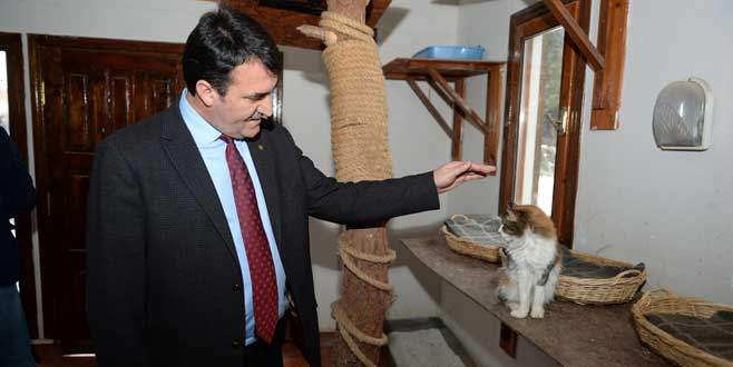 En şanslı kediler Osmangazi’de!