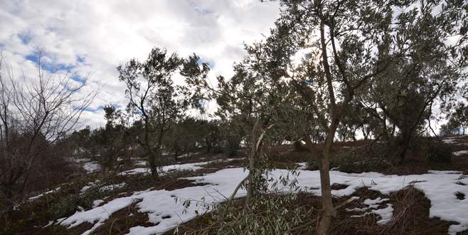 Zeytin üreticisine kar ve don şoku
