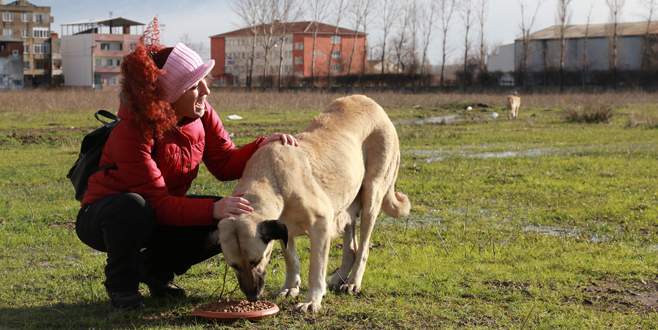 Büyükşehir Belediyesi, sokak hayvanlarını unutmadı