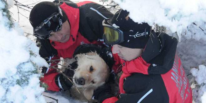 Uludağ’da jandarmadan köpek kurtarma operasyonu