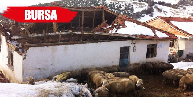Ağılın çatısı çöktü 15 hayvan telef oldu