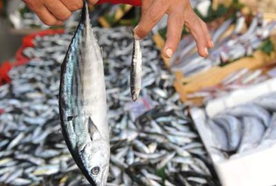 Balık fiyatları tavan yaptı