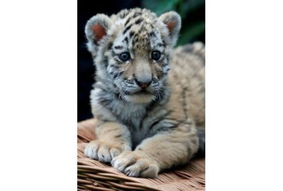 5 haftalıkken medya ile tanıştı