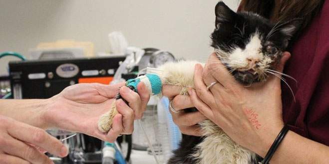 Gömüldükten 5 gün sonra geri döndü