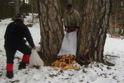 Hamsi Festivali onlara yaradı!