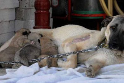 ‘Şımarık’ yavrularına kavuştu