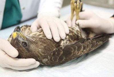 Kanadı kırılan şahine platin takıldı