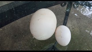 Dev tavuk yumurtası görenleri şaşırttı!