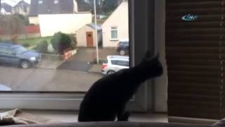 İlk kez kar gören masum kedi :)