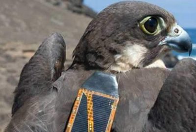 Ölü kuşun üzerinde bakın ne çıktı?