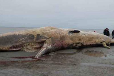 Dev balina karaya vurdu!