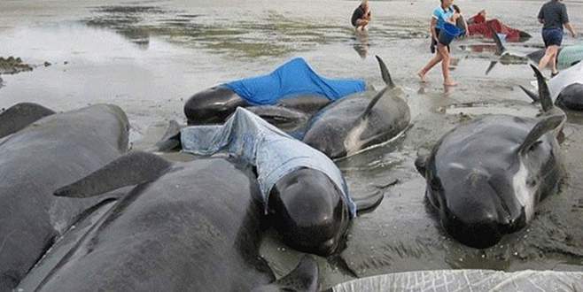 Yeni Zelanda’da 200 balina karaya vurdu