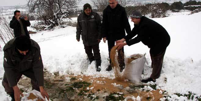 Karda aç kalan hayvanlara 2 ton yem bırakıldı