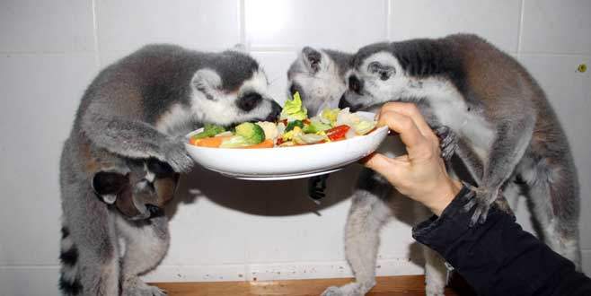 Lemurların üçüz sevinci