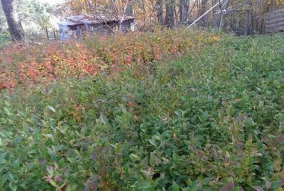 Bursa çiftçisini paraya boğacak bitki