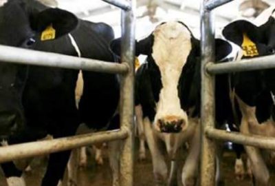 “Deli dana” Kanada’da hortladı