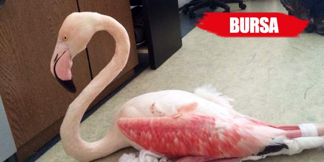 Flamingoyu tüfekle bacaklarından vurdular