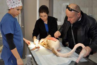 Bursa’da maganda kurbanı yaralı flamingoya ameliyat