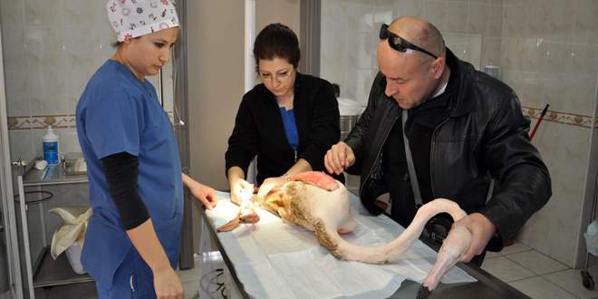 Bursa’da maganda kurbanı yaralı flamingoya ameliyat