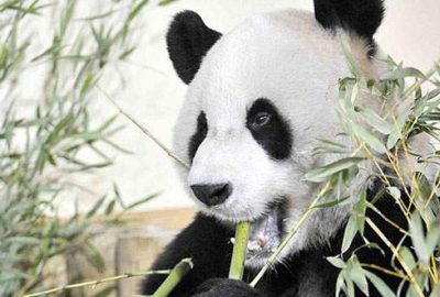 Çin’de panda nüfusu artıyor