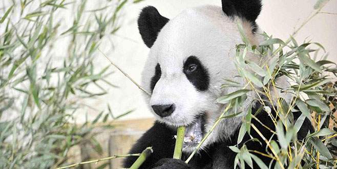 Çin’de panda nüfusu artıyor