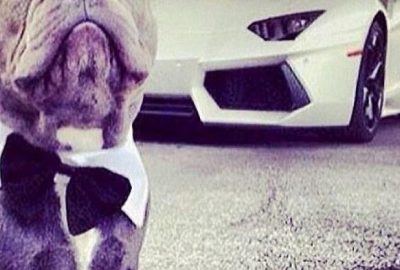 Bunlar da Instagram’ın zengin köpekleri!