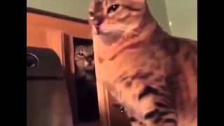 Kedi usulü eşek şakası