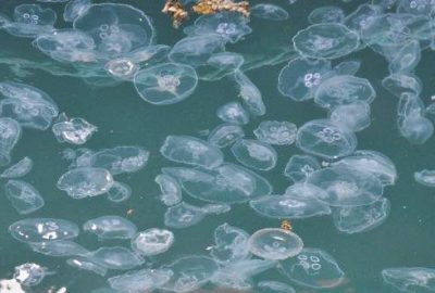 Bu görüntü vatandaşları korkuttu!