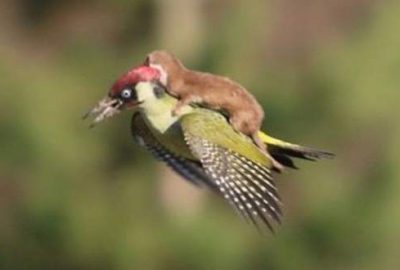 Bu fotoğrafa baktığınızda barışın fotoğrafını mı görüyorsunuz? O zaman hikayesini