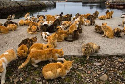 Japonya’nın Aoshima adasında ‘tatlı bir felaket’ yaşanıyor... Adadaki kedi sayısı