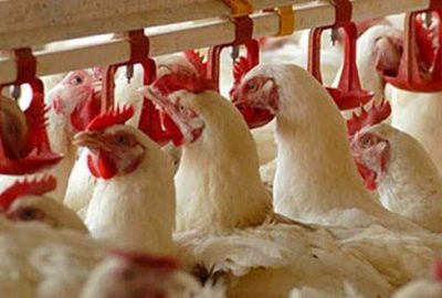 30 yıl sonra Türkiye’de yeniden ortaya çıktı!