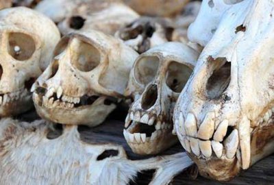 ‘İskelet pazarı’ tehlikede!