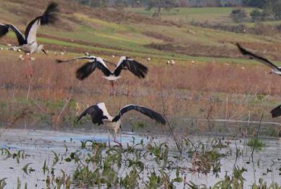 Baharın habercisi leylekler Bursa’ya gelmeye başladı