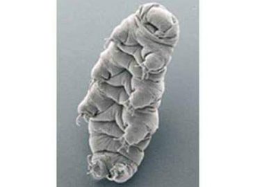 Buzullar altında uzaylı izi