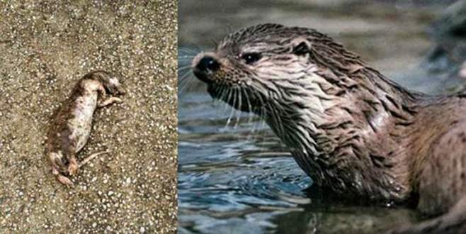 Hep şüpheleniyorlardı, Gemlik’te sahile vurunca…