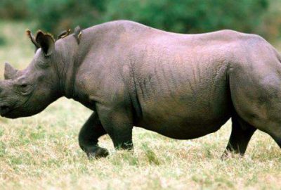 Gergedan dehşet saçtı!