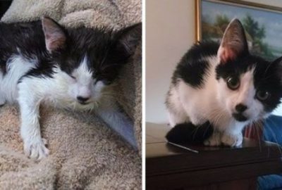 İkinci bir şans verilen hayvanlar