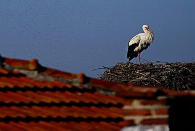Bursa’da leyleklerin aşk oyunu böyle görüntülendi