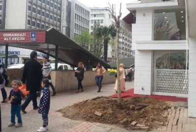 Tarihi çınarın yerine yenisi dikildi
