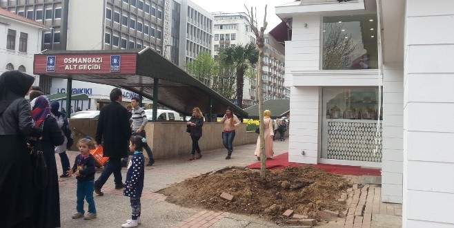 Tarihi çınarın yerine yenisi dikildi