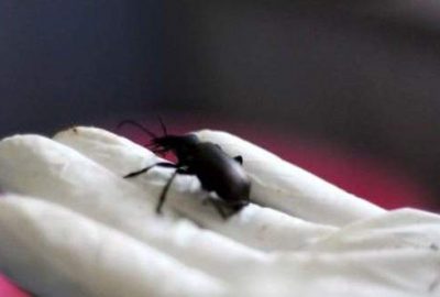 Böcek değil ‘Terminatör’